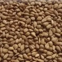 معز بادام تلخ امسال چیده شده