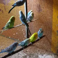 مرغ عشق هلندی فنچ کینگ زبرا فنج اورنج