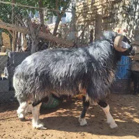 یک راس قوچ افشاری