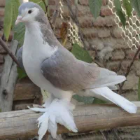 کبوتر لاهور|پرنده|نقده, |دیوار