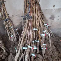 فروش پیوندک گردو .فرنور چندلر  فرانکت  روند