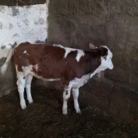 گاو سیمیتال|حیوانات مزرعه|کشاورز, |دیوار