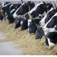 مشارکت در دامداری|اجارهٔ دفتر صنعتی، کشاورزی، تجاری|فرمهین, |دیوار