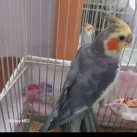 عروس هلندی نر با قفس معاوضه با باند خربزه ای ماشین|پرنده|مشهد, فدک|دیوار