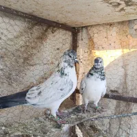 کبوتر پرشتی