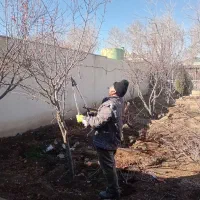 هرس کاری|خدمات باغبانی و درختکاری|محمدشهر, محمدشهر|دیوار