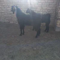 کهره نر|حیوانات مزرعه|ارسنجان, |دیوار