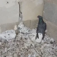 یه جفت کوهی دم سفید نر و اشعل ماده