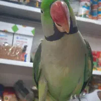 شاه طوطی اسکندر|پرنده|جهرم, |دیوار