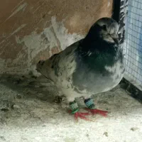 کفتر|پرنده|سبزوار, قلعهنو دهزار|دیوار