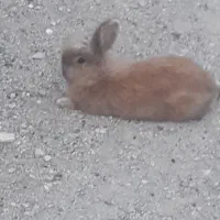 جفت خرگوش دستی هستن