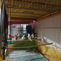 فنچ الماسی|پرنده|فرخ‌شهر, |دیوار