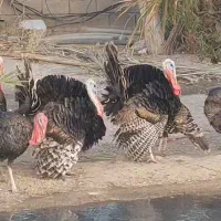 فروش بوقلمون نر|حیوانات مزرعه|ایرانشهر, |دیوار