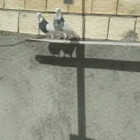 نروماده طوقی درجه یک