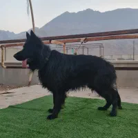 ژرمن بلک نر شولاین فقط کشش|سگ|اصفهان, بهارستان|دیوار