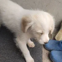 حیوان خانگی واکسن زده|سگ|ماکو, |دیوار