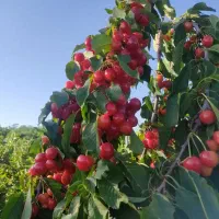 هزار-متر-باغ-با-اتاق-و-فنس-کشی-شده-درخت-دار-فروشی