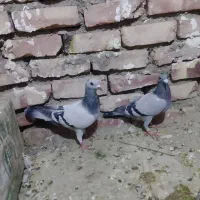 کبوتر|پرنده|شیراز, شریفآباد|دیوار