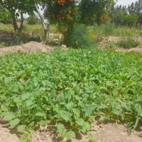نشاء نهال بادمجان