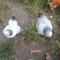 تخم مرغ برهما وآمروک ومینیاتوری|حیوانات مزرعه|اسالم, |دیوار