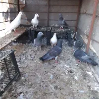 کفتر فروشی