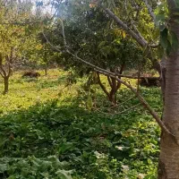 باغ گیلاس تک دانه نزدیک خوی|فروش زمین و ملک کلنگی|فیرورق, |دیوار