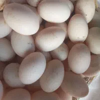 تخم اردک نطفه دار در شفت