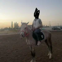 اسب فریزین و عرب بدون اخلاق بد