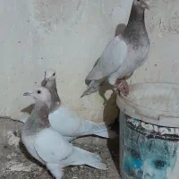 ونروی مسافتی،سارکله همانسل قزوینی،سارکرمونی پرخال|پرنده|ملکآباد, |دیوار