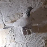 نره تهرانی بگرد