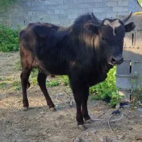 ورزا کوله ـ گاونر