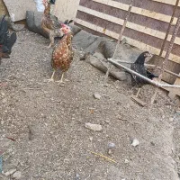 سوسنگردروستای شهرک مرعی|حیوانات مزرعه|سوسنگرد, |دیوار