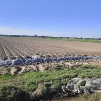 فروش-زمین-کشاورزی-درجه-یک-هیئتی-6هکتار