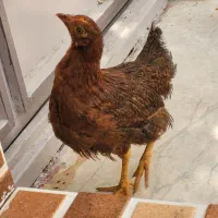 جوجه محلی بالغ