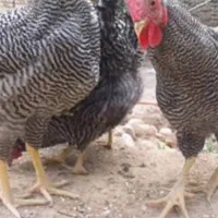 فروش تخم نطفه دار مرغ امروک یا پیلموت. گلین پنگونی|حیوانات مزرعه|نورآباد ممسنی, |دیوار