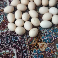 تخم مرغ و تخم بوقلمون
