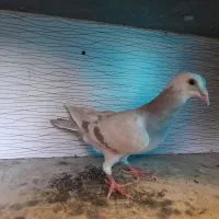 جوجه المانی