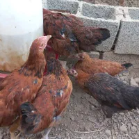جوجه نمیچه ۵ ماهه