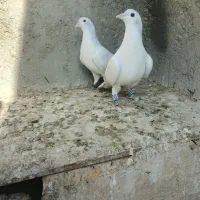 کبوتر|پرنده|مشهد, انصار|دیوار