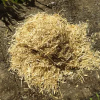 فروش کاه گندم دیم درجه یک تحویلی