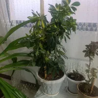 گل اشک ملکه