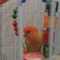 پرنده کوتوله