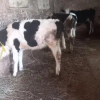 گاو۳ریس سمنتال یکی تلقیح شده