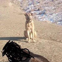 واگذاری کوچک 5 ماه خراسانی نر