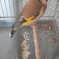 سهر نر جوجه قفس|پرنده|ملارد, |دیوار