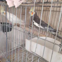 جفت عروس هلندی کارداده