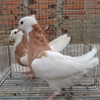 کبوتر ۴دمبی ۳طوقی ۷دمسفید۲۴ساده یا چادری ۲سینه