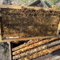 زنبور کارنیکا