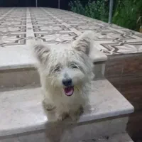 پاکوتاه گوش تیز|سگ|آستانه اشرفیه, |دیوار