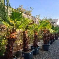 فروش پالم یوکا یاس نخل گیاهان زینتی بدون واسطه|خدمات باغبانی و درختکاری|تهران, سعادت‌آباد|دیوار